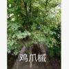 雞爪槭 果樹木花卉木 樹花園林 綠化木常綠喬木