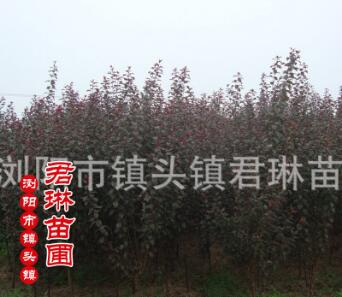 紅葉李湖南低價(jià)格銷售 喬木紅葉李 紅葉李苗木