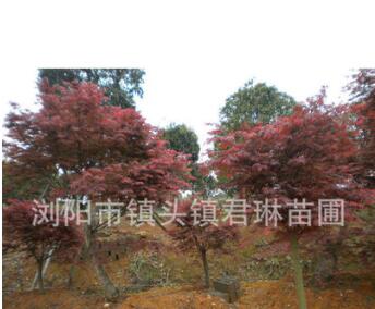 供應綠化苗木紅楓 美國紅楓 紅楓小苗 規格齊全 喬木