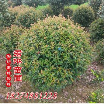 低價(jià)供應(yīng) 紅葉石楠球 耐寒耐高溫