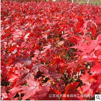 批發(fā)美國嫁接紅楓 優(yōu)質(zhì)美國紅楓樹 風(fēng)景樹 紅楓量大優(yōu)惠