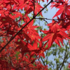 長期供應日本紅楓 美國紅楓秋火焰小苗