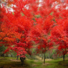 美國紅楓樹苗批發美國秋火焰 紅楓小苗