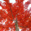 供應 紅楓 美國秋焰紅楓 改良紅楓 紅楓小苗