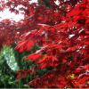 供應園林植物 紅楓 紅楓樹 日本紅楓 美國紅楓秋火焰小苗