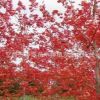 日本紅楓樹苗 園