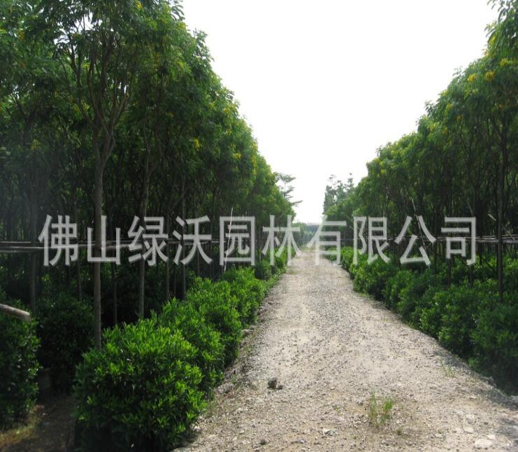 綠沃園林基地--大量供應米徑4-5公分優質移栽黃槐，地苗黃槐