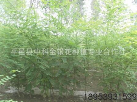 專業廠家供應綠化喬木國槐 品質金枝國槐 各種速生國槐批發