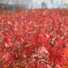 批發進口美國紅楓種子 夕陽紅 秋火焰 十月光輝 保證發芽率