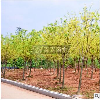 批發工程綠化苗木黃金槐 行道風景綠化槐樹 規格全金枝國槐