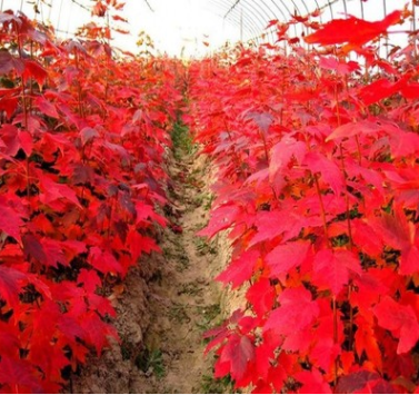 批發進口紅楓種子 美國紅楓種子 日本紅楓種子 正宗紅楓種子