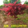 基地直銷 美國紅楓樹苗 日本紅楓樹苗小苗 綠化工程樹 紅楓樹苗