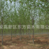 大量出售優質速生法桐 專業供應綠化法桐樹 行道樹法桐樹