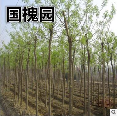 基地直銷國槐 槐樹、蕊、豆、白、細槐 冠型優美成活率高 價格低
