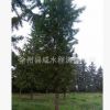 供應銀杏樹18cm20cm23m25cm30cm35cm40cm廣西銀杏桂林銀杏