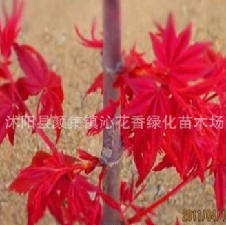 日本紅楓苗批發 園林綠化苗木 紅楓小苗 觀葉類 移植 樹苗基地
