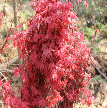 日本紅楓苗批發 園林綠化苗木 紅楓小苗 觀葉類 移植 樹苗基地
