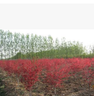 美國紅楓樹苗行道樹綠化苗木紅楓小苗秋火焰 批發紅楓苗庭
