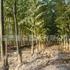 基地直銷國槐槐樹 園林綠化槐樹苗木 抗污染 耐鹽堿 低價批發(fā)