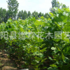 法國(guó)梧桐 供應(yīng)速生法桐苗 梧桐樹苗 規(guī)格齊全法桐苗