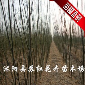 國槐苗 國槐小苗 優質速生國槐小苗 用于苗圃栽植 成活率高