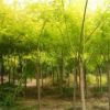 供應中華金葉榆 金葉國槐