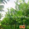 國槐綠化苗木批發 工程花卉樹苗 大苗庭院 國槐苗 量大從優