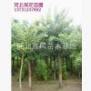 誠(chéng)信供應(yīng)商國(guó)槐價(jià)格國(guó)槐基地質(zhì)優(yōu)價(jià)廉
