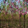 河北鑫風(fēng)苗圃低價(jià)銷(xiāo)售國(guó)槐、香花槐、欒樹(shù)、法桐、火炬樹(shù)