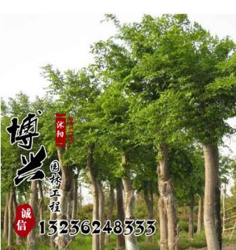 批發園林綠化大喬木 苗圃苗木直銷 槐樹苗規格齊全量大從優