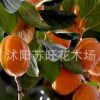 供應嫁接苗柿子樹苗 柿樹苗南方果樹樹苗直接食用當年結果價格低