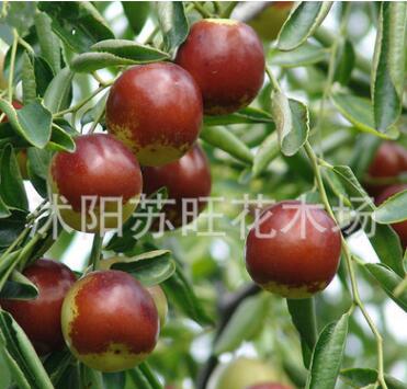 直銷棗樹苗 紅棗樹苗 嫁接果樹苗 掛果多 苗圃苗