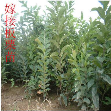 直銷板栗苗 產(chǎn)量高 果樹苗 栗子苗 多品種 良種板栗樹苗 掛果多