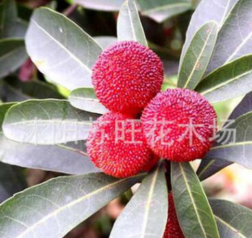 批發(fā)楊梅樹苗 楊梅果樹苗 東魁楊梅 黑楊梅苗品種齊全