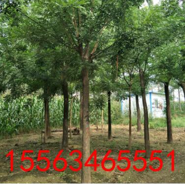 15公分原生國槐截頭發(fā)帽供應(yīng)各種規(guī)格國槐 8公分10公分12公分國槐