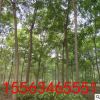 濟寧雅綠基地直銷速生國槐樹苗 國槐小苗 槐樹苗 國槐苗批發