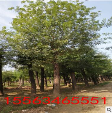 工地用綠化國槐 長期大量供應(yīng)嫁接國槐 規(guī)格齊全易管理金枝國槐