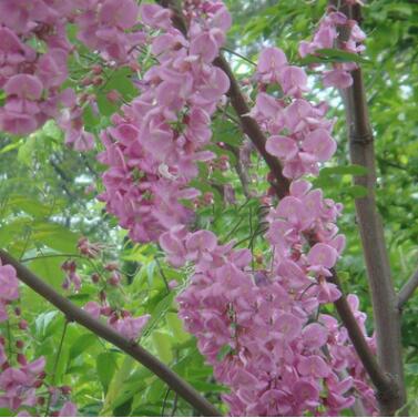 集安槐樹根 香槐根 純香花槐種根 品種純 質量優