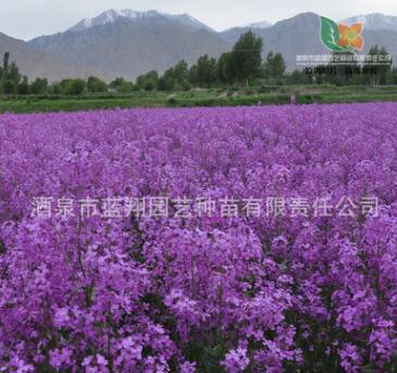 供應花卉 藍香芥 歐亞香花芥 新品上市