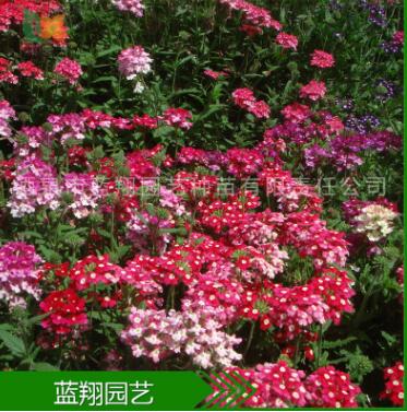 花卉種子 美女櫻 盆栽花種子 四季易種花種 種子批發(fā) 廠家直銷
