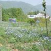 花卉種子 草花組合（高速公路系列）種子 種子批發(fā) 花種子 特惠價