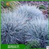 廠家直銷 進口藍羊毛 種子批發(fā) 藍羊毛 銀羊茅 藍翔園藝品牌
