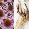 廠家直銷 松果菊種球 紫松果菊 球根花卉批發(fā) 球根上線