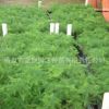 供應花卉種子 文竹 矮文竹種子 盆栽花種 廠家直銷 特價
