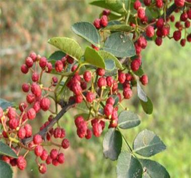 河南大紅袍花椒苗基地0.4cm 0.5cm 0.6cm花椒苗價格