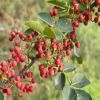 河南大紅袍花椒苗基地0.4cm 0.5cm 0.6cm花椒苗價格