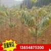 供應優質香椿樹 紅油六號香椿樹樹 批發香椿樹樹 果樹樹木