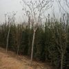 山東批發北海道黃楊小苗 北海道 北海道黃楊 易成活.看貨起苗