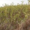 占地樹木價格 2-8公分占地樹 基地直銷