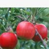 批發供應蘋果樹、梨樹、棗樹等綠化果樹、綠化苗木花卉-綠化苗木
